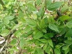 这是朴树下山桩吗 叶子有巴掌大 图片