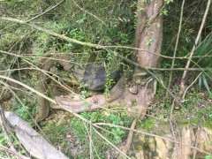 超大朴树下山桩 什么时候挖 最好 图片