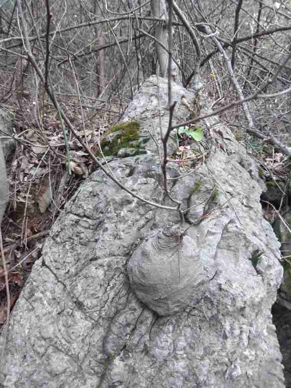 坨坨朴树下山桩有价值吗 怎么样 图片