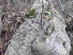 坨坨朴树下山桩有价值吗 可以吗 图片