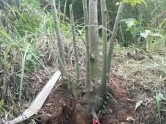 丛林朴树下山桩 制作过程 可以吗 图片