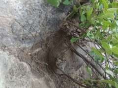 朴树下山桩可以吗 中间有石头 图片