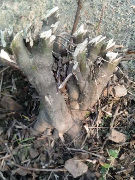 朴树下山桩 怎么杀的效果图 如何