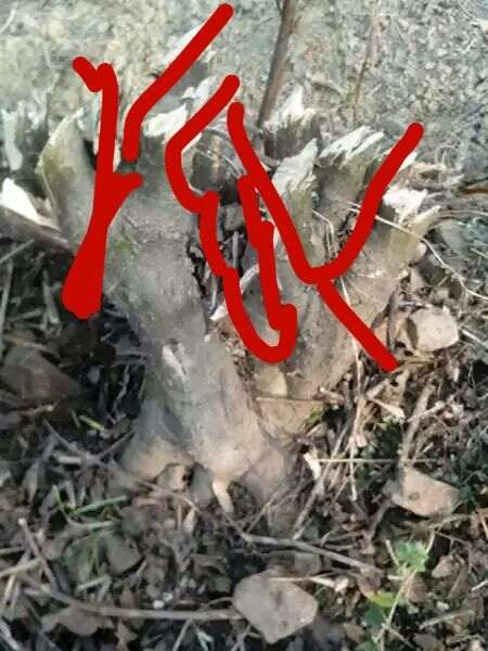 朴树下山桩 怎么杀的效果图 如何