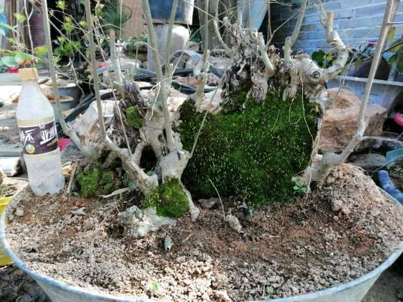 朴树下山桩发芽 长青苔了 怎么样 图片