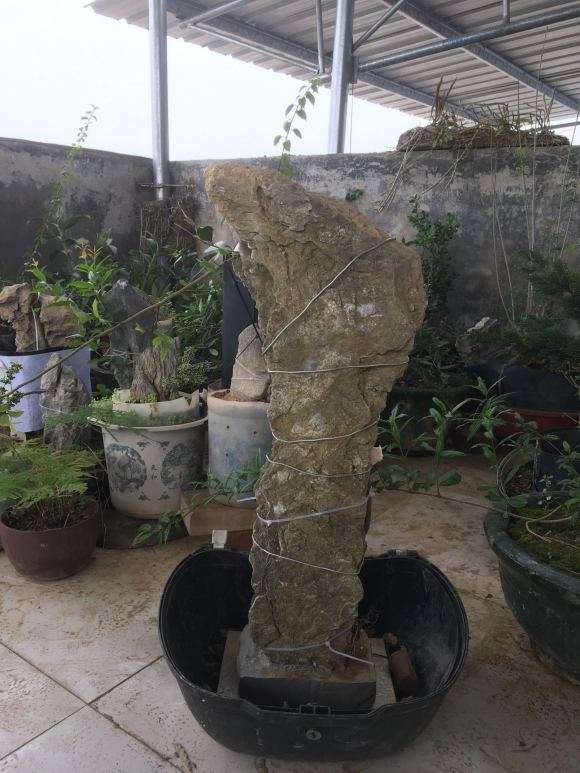 朴树下山桩生桩怎么种 容易活 图片