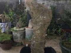 朴树下山桩生桩怎么种 容易活 图片