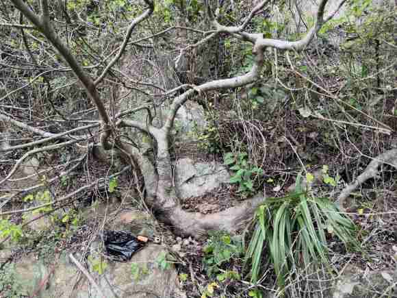 这朴树下山桩值的挖吗 怎么样 图片