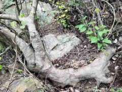 这朴树下山桩值的挖吗 可以吗 图片