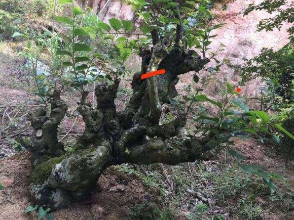 我的朴树下山桩 设计图 可以吗 图片