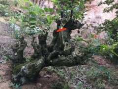 我的朴树下山桩 设计图 可以吗 图片