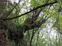 双杆朴树下山桩  1000斤 可以吗 图片