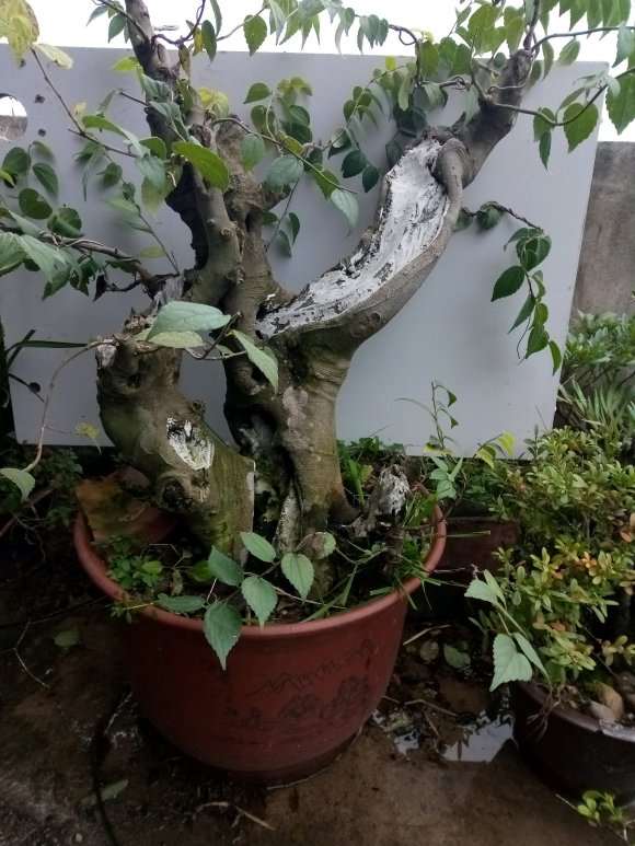 我画的朴树下山桩 设计图 怎么样 看看