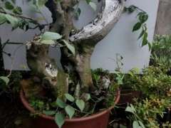 我画的朴树下山桩 设计图 可以吗 看看