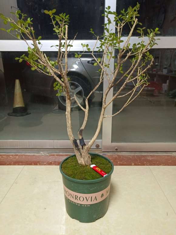 黄杨下山桩该怎么设计 求方法 图片