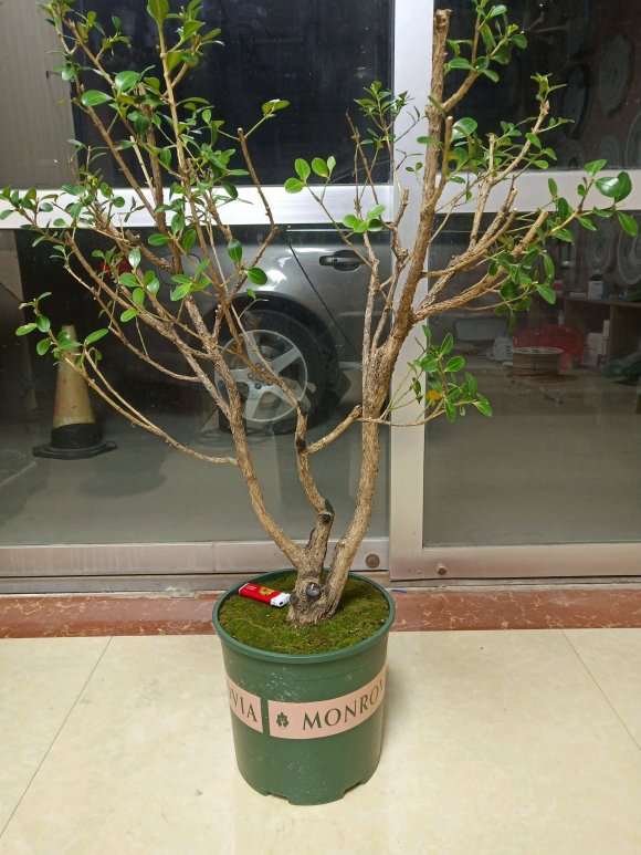 黄杨下山桩该怎么设计 求方法 图片