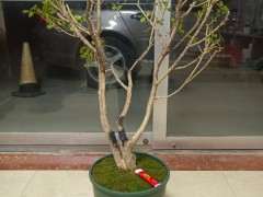 黄杨下山桩该怎么设计 求方法 图片