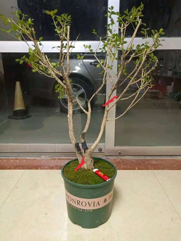 黄杨下山桩该怎么设计 求方法 图片