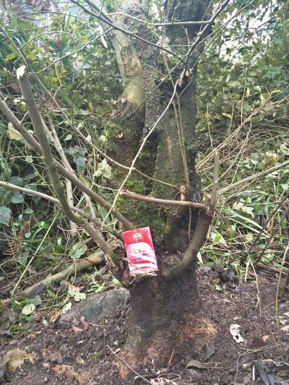 朴树下山桩好栽活吗 怎么办 图片