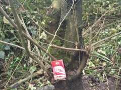 朴树下山桩好栽活吗 怎么办 图片