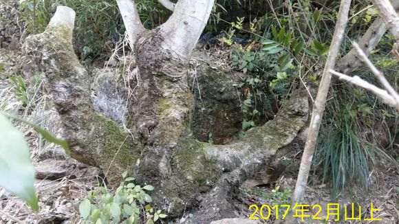 朴树下山桩怎么上盆造型的方法 图片