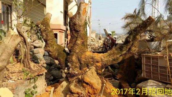 朴树下山桩怎么上盆造型的方法 图片