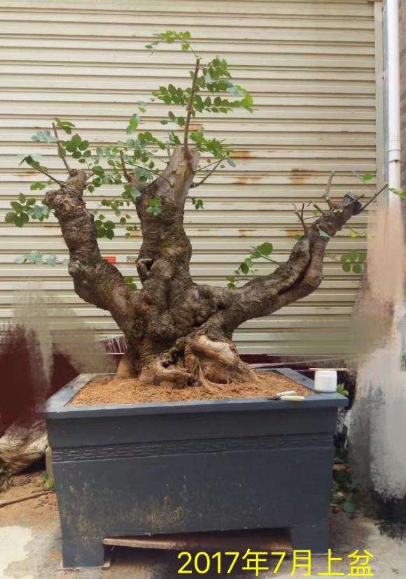 朴树下山桩怎么上盆造型的方法 图片