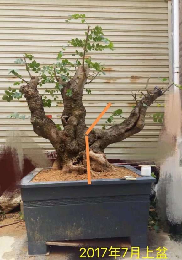 朴树下山桩怎么上盆造型的方法 图片