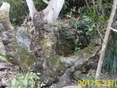 朴树下山桩怎么上盆造型的方法 图片