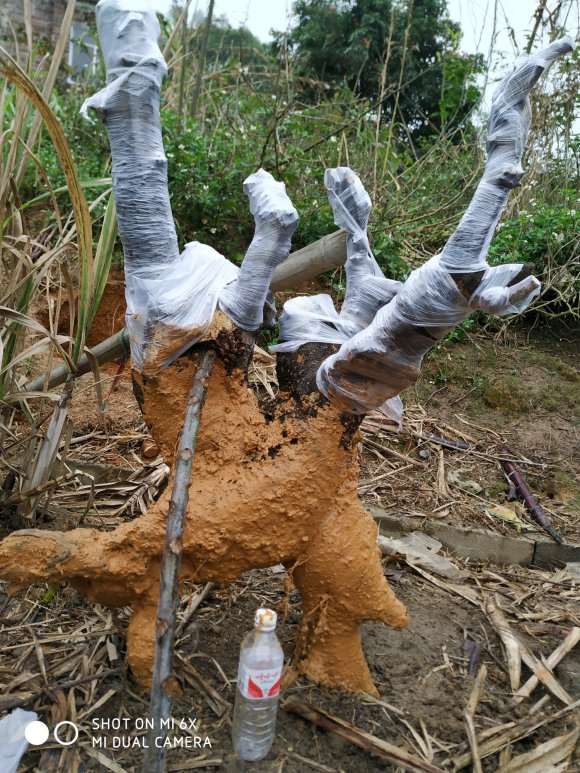 老师帮我设计我这棵下山桩 怎么样 图片