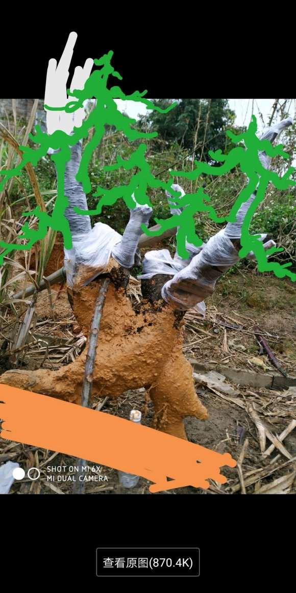 老师帮我设计我这棵下山桩 怎么样 图片