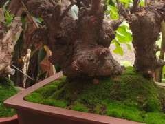 这是朴树下山桩吗 帮忙看看 图片