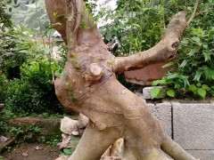 朴树下山桩怎么设计上盆的方法 图片