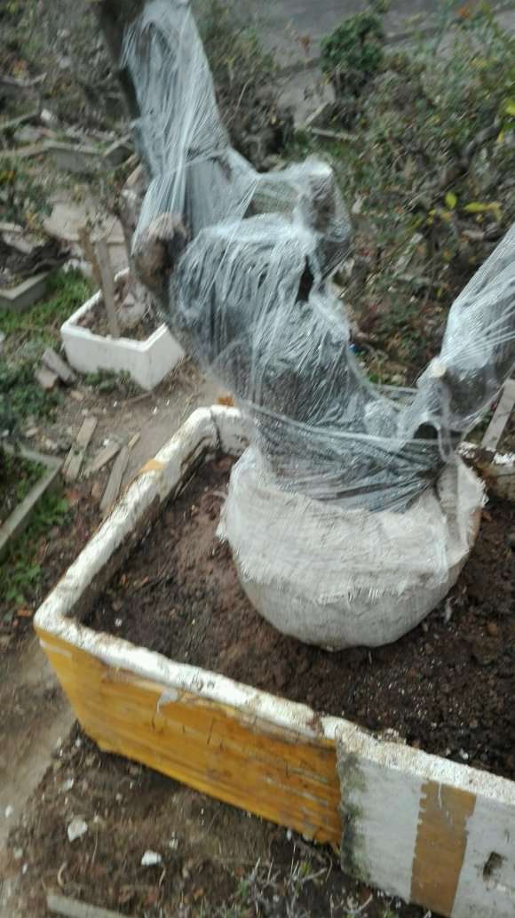 朴树下山桩没有多少须根 能种活吗 图片