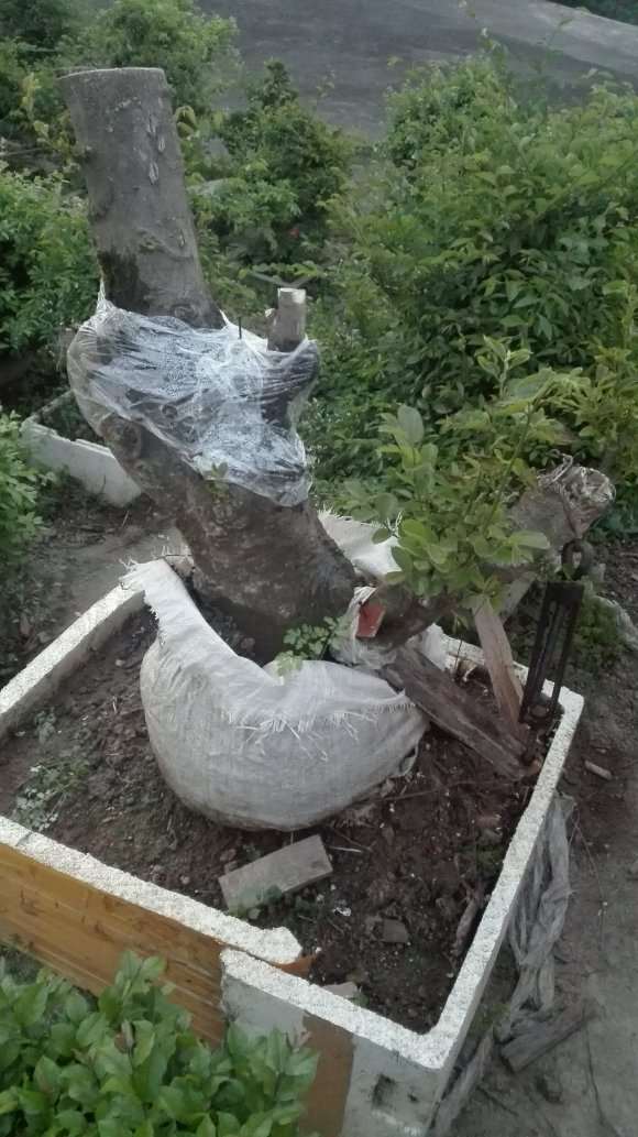 朴树下山桩没有多少须根 能种活吗 图片