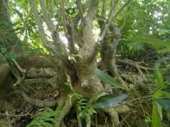 朴树下山桩没有多少须根 能种活吗 图片