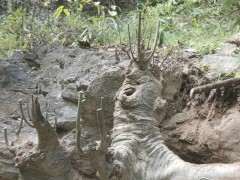 朴树下山桩 难的挖 怎么办 图片