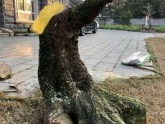 树下山桩 150斤 谁来帮忙设计 图片