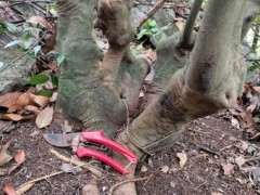 朴树下山桩 30斤 可以吗 看看 图片