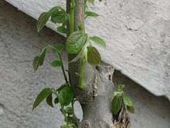 朴树下山桩叶子这样怎么回事 图片