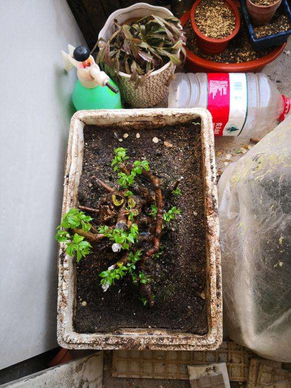 朴树下山桩下刚来芽 可以晒太阳吗 图片