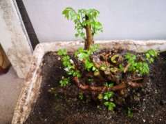 朴树下山桩下刚来芽 可以晒太阳吗 图片