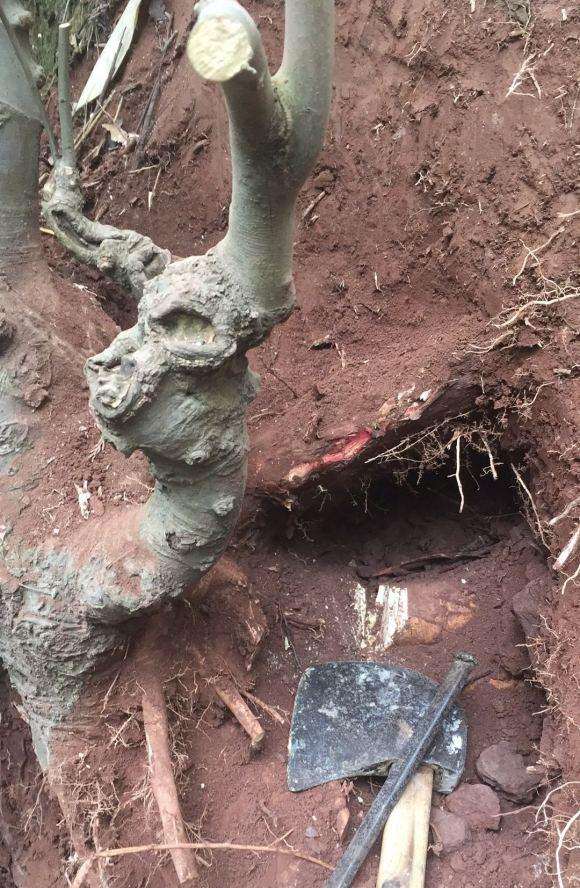 挖了一颗朴树下山桩 真是辛苦 图片