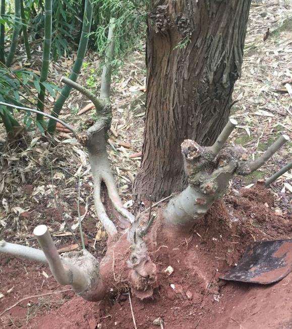 挖了一颗朴树下山桩 真是辛苦 图片