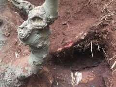 挖了一颗朴树下山桩 真是辛苦 图片