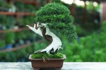 苏州 中苏式盆景作品赏析