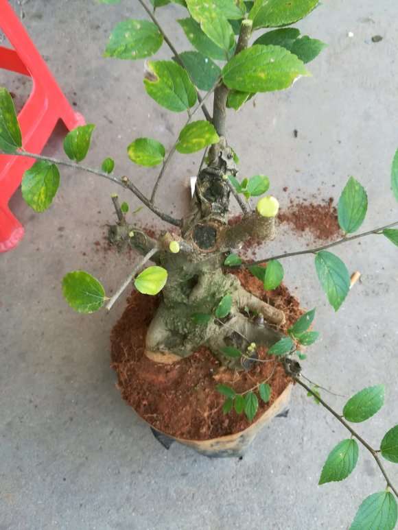 朴树下山桩 冬季会发芽吗 怎么办 图片