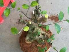 朴树下山桩 冬季会发芽吗 怎么办 图片