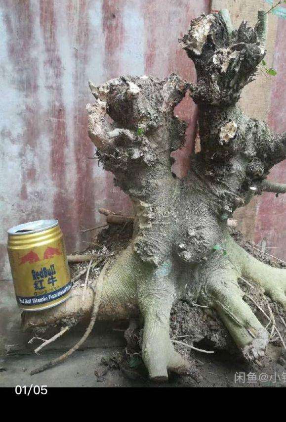 朴树下山桩的简单设计图 怎么样