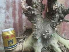 朴树下山桩的简单设计图 可以吗